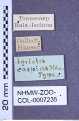 Etiketten zu Agriotes caspicus (Heyden, 1883) (NHMW-ZOO-COL-0007235)